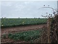 Daffodil fields and pickers