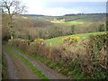 Dartmoor Way at Whiddon Wood