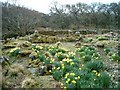 Daffodils and ruins