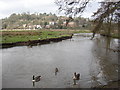 River Wey at Godalming