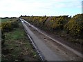 Gorse hedge near Pilmuir Farm