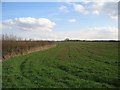 Wiltshire farmland