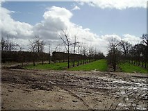 SO5263 : Orchard, The Hundred. by Richard Webb