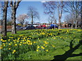 Trees and daffodils, Bedonwell Road, Bexley, Kent