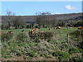 Farmland below Standish Woods