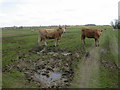 Heifers and Sheep