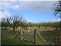 SP5054 : Orchard at Pitwell Farm by David Stowell
