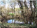 Pond at Iver Heath Nature Reserve