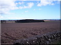 Woodland and ploughed field