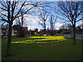 Daffodils and trees, Gravel Hill Close, Bexley, Kent