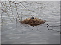 Nesting coot, Danson Park Lake, Bexley, Kent