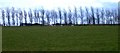 Row of trees marking airstrip