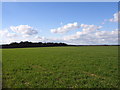 Farmland near Hyde Heath