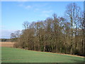 Beeches near Winchmore Hill