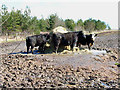 Cattle in the brown stuff