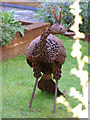 Metal peacock garden ornament, Marshalswick