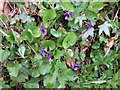 Violets in Devon Hedgerow