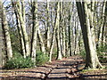 Track and beeches, near Winchmore Hill