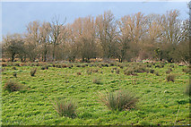 SK5816 : Water Meadow on Slash Lane, near Barrow on Soar by Kate Jewell