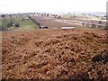 Looking NW from the Bracken Covered Slope Known as Hob