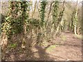 Byway past Blackthorn Wood