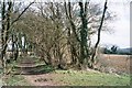 Tree-lined stretch of the Oxfordshire way