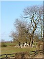 Trees Aligning Redmarsh Road