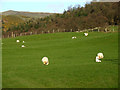 Sheep grazing at Madryn