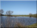 Gwaenysgor duckpond