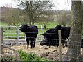 Calves at Manor Farm, Broughton