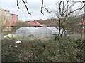 Plastic tunnels on allotments, Headingley