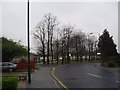 Roadside trees,  Bexley, Kent