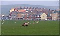 NZ6521 : Sheep Pasture, Windy Hill Farm by Mick Garratt