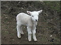 Spring Lamb near Haygill Farm.