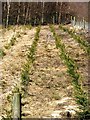 Tree Nursery, Near Sutherland Lodge