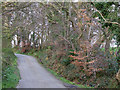 Tree lined country lane