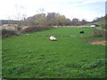 Pet pigs in a field near Catteshall