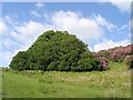 Tree on Graig Fawr track, above Pentrebach