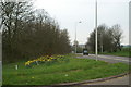 ST4862 : Daffs on the A38 by Adrian and Janet Quantock