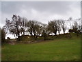 Hawthorn Trees on Moel Findeg