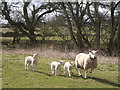 Sheep at Beckbank