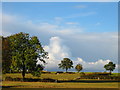 Hedge and trees on High Oak