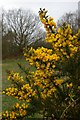 Tiptree Gorse