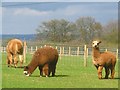 TL0138 : Alpacas at Ossory Farm by Paul Dixon