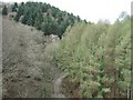 Woods seen from viaduct on Plym Valley cycle way