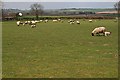 Sheep Grazing near Grange Farm