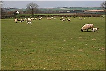 TF2574 : Sheep Grazing near Grange Farm by Tony Atkin