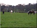 Horses Grazing Baas Hill Broxbourne