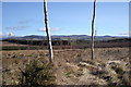 Cleared woodland with a few remaining trees