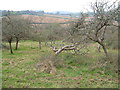 SX7866 : Orchard under Torcorn Hill by Derek Harper